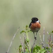 01-07-2021 (Roodborsttapuit - Saxicola rubicola)