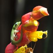 07-10-2011 (Goudstofdaggekko - Phelsuma laticauda)