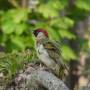 11-05-2022 (Groene specht - Picus viridis)