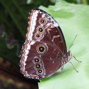 12-08-2011 (Morpho helenor)