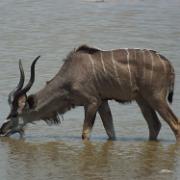 14-10-2013 (Grote koedoe - Tragelaphus strepsiceros)