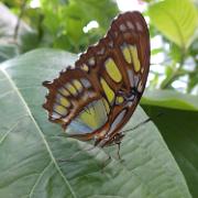 22-06-2015 (Malachietvlinder - Siproeta stelenes)