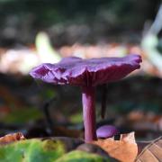 24-10-2021 (Amethistzwam - Laccaria amethystina)