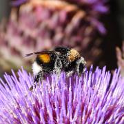 31-07-2021 (Tuinhommel (Bombus hortorum) bedekt met stuifmeel van een kardoen)