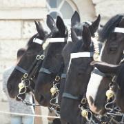 DSCF0020 Horses of the British Royal Guard